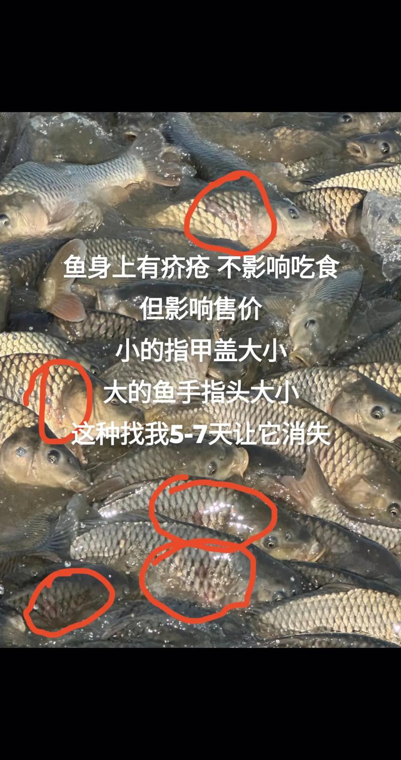 鱼泛塘咋治？症状方法有哪些？-第3张图片-宁夏农业信息网