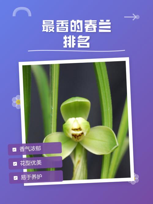 什么兰花品种最香？-第2张图片-宁夏农业信息网