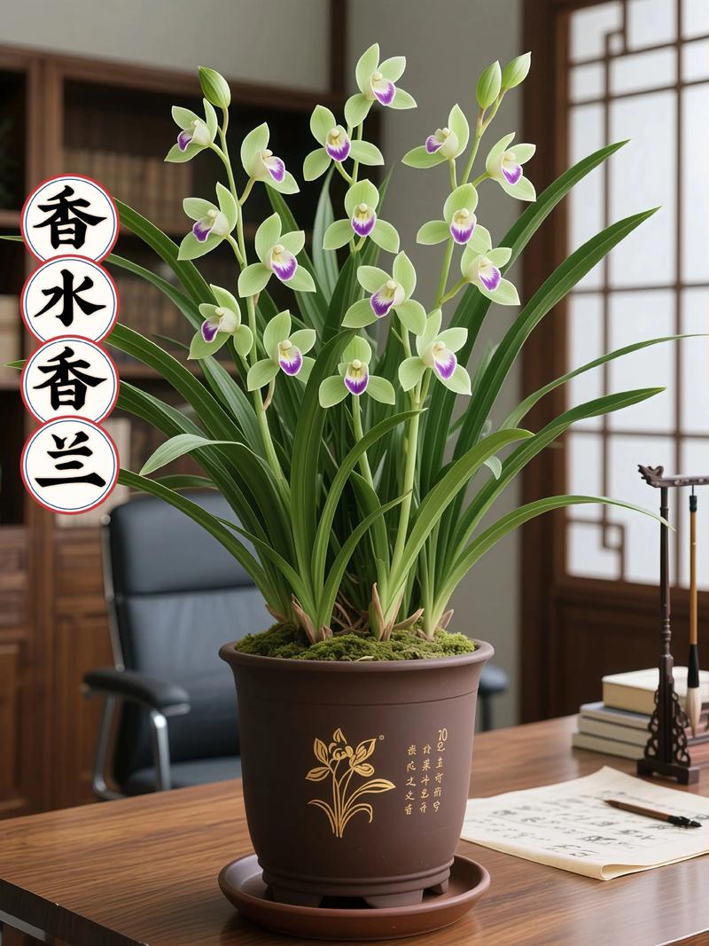 什么兰花品种最香？-第3张图片-宁夏农业信息网