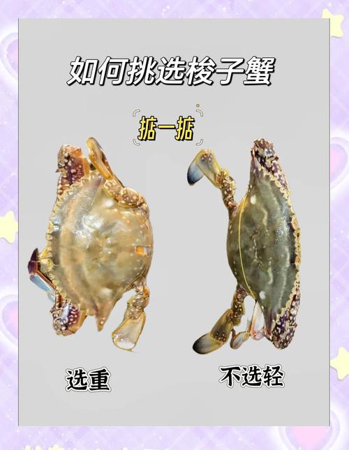梭子蟹养殖方法有哪些关键步骤？-第1张图片-宁夏农业信息网