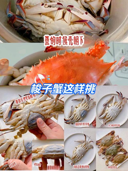 梭子蟹养殖方法有哪些关键步骤？-第2张图片-宁夏农业信息网