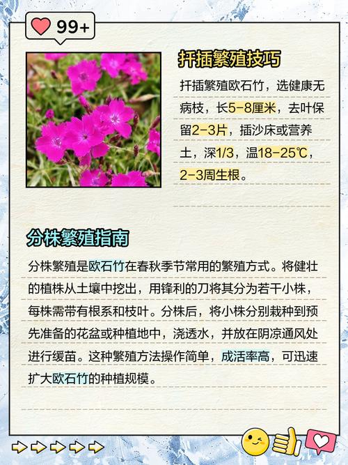 欧石竹何时扦插？方法有哪些？-第1张图片-宁夏农业信息网