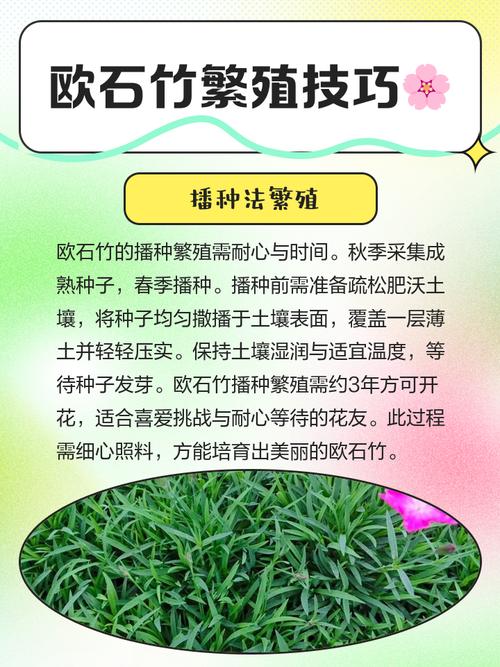 欧石竹何时扦插？方法有哪些？-第2张图片-宁夏农业信息网