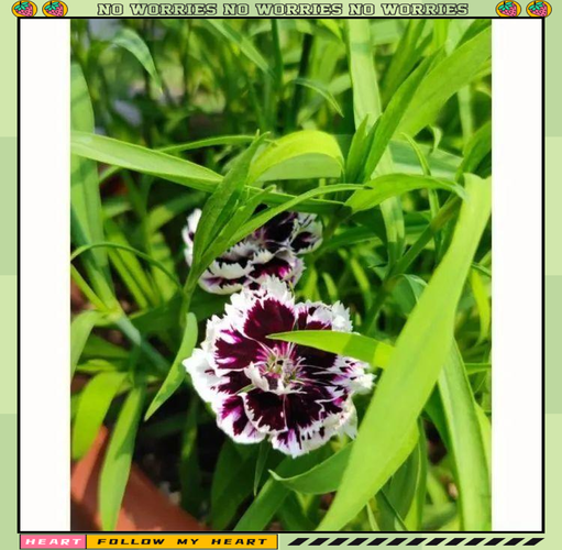 欧石竹何时扦插？方法有哪些？-第3张图片-宁夏农业信息网