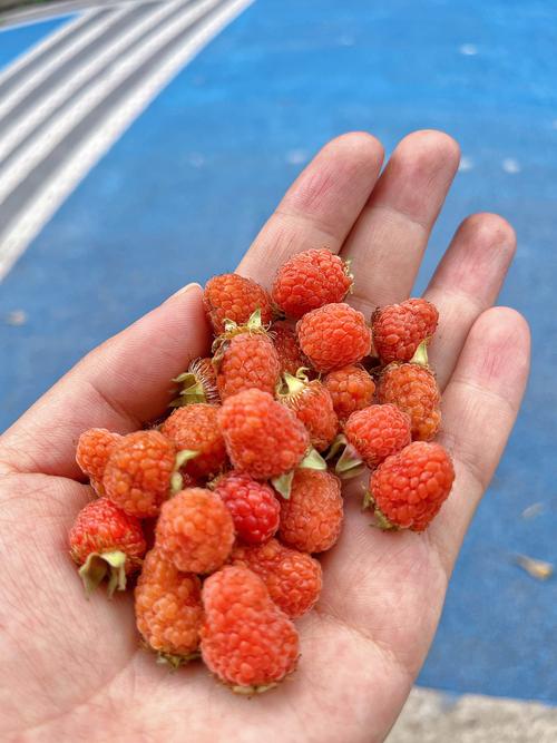 广州适合种哪些树莓品种？-第2张图片-宁夏农业信息网