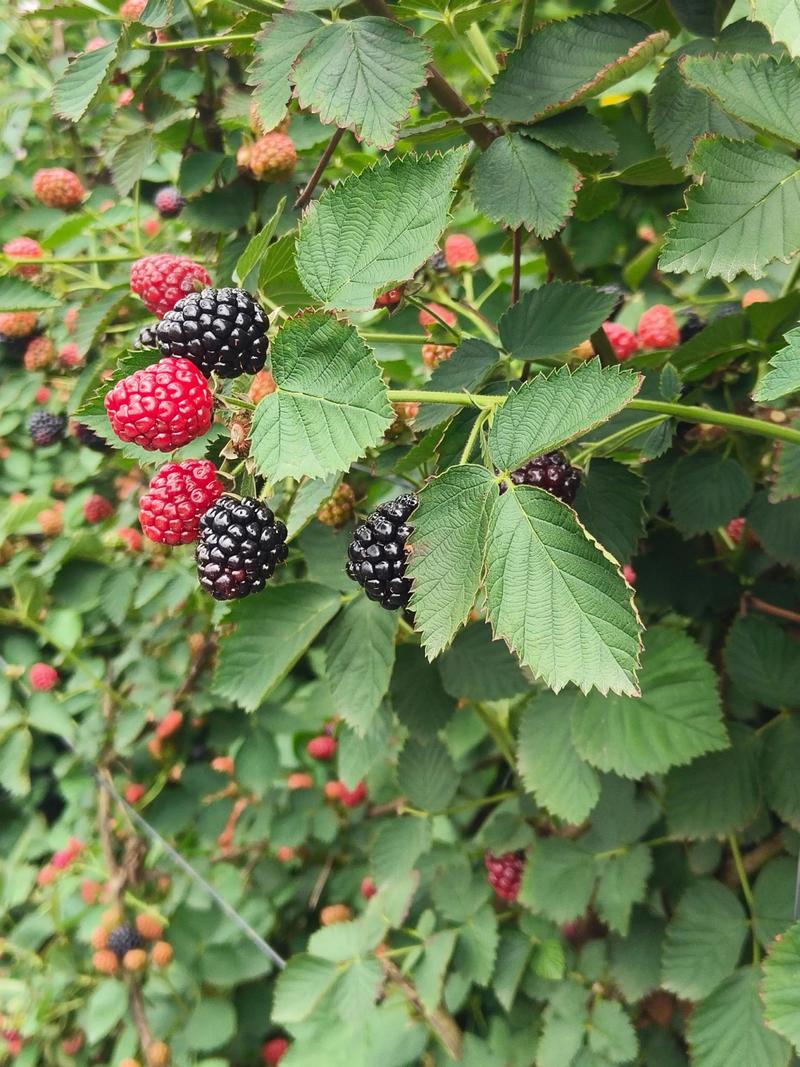 广州适合种哪些树莓品种？-第3张图片-宁夏农业信息网