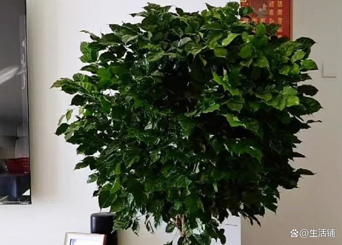 幸福树冬天怎么浇水才合适？-第2张图片-宁夏农业信息网