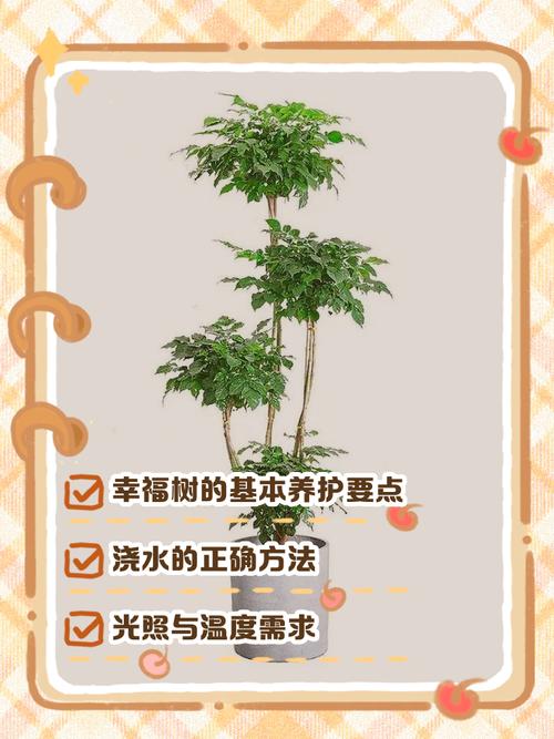 幸福树冬天怎么浇水才合适？-第1张图片-宁夏农业信息网