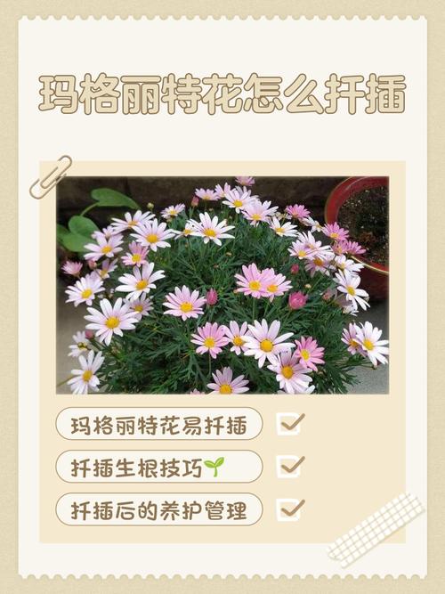 玛格丽特扦插最佳方法是什么？-第1张图片-宁夏农业信息网