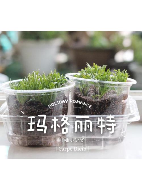 玛格丽特扦插最佳方法是什么？-第2张图片-宁夏农业信息网