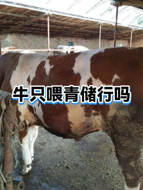 青储饲料喂牛的正确方法是什么?-第1张图片-宁夏农业信息网 青储饲料喂牛的正确方法是什么?-第1张图片-宁夏农业信息网