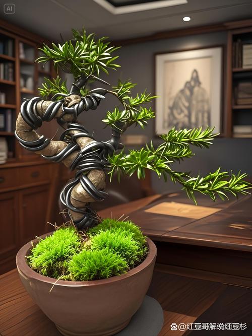 盆栽红豆杉哪个品种更适合?-第2张图片-宁夏农业信息网 盆栽红豆杉哪个品种更适合?-第2张图片-宁夏农业信息网