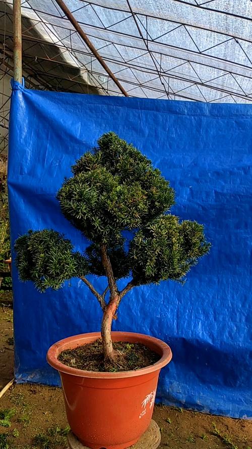 盆栽红豆杉哪个品种更适合?-第3张图片-宁夏农业信息网 盆栽红豆杉哪个品种更适合?-第3张图片-宁夏农业信息网