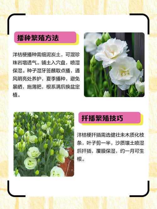 洋桔梗怎么扦插？图解步骤看这里！-第1张图片-宁夏农业信息网