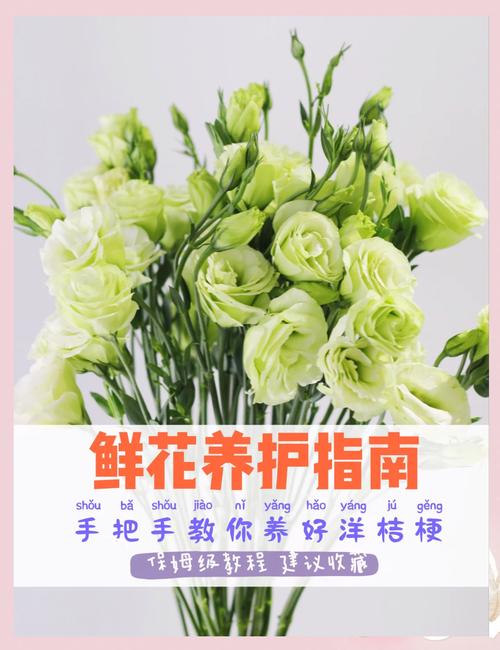 洋桔梗怎么扦插？图解步骤看这里！-第2张图片-宁夏农业信息网