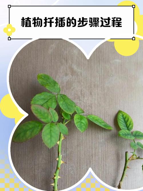 洋桔梗怎么扦插？图解步骤看这里！-第3张图片-宁夏农业信息网