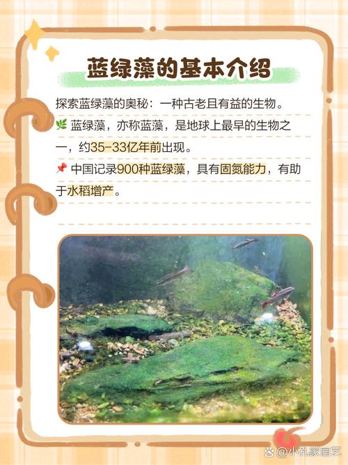 生物蓝藻灭怎么用才有效？-第1张图片-宁夏农业信息网