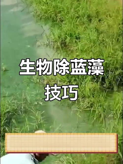 生物蓝藻灭怎么用才有效？-第2张图片-宁夏农业信息网