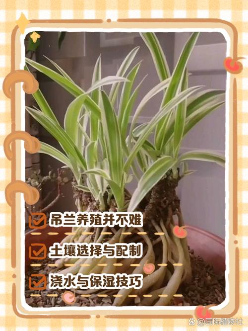 大叶吊兰根怎么养才能长得好？-第1张图片-宁夏农业信息网