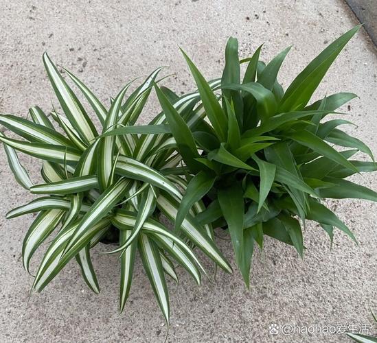 大叶吊兰根怎么养才能长得好？-第2张图片-宁夏农业信息网