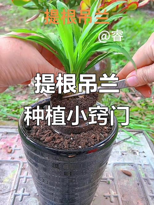 大叶吊兰根怎么养才能长得好？-第3张图片-宁夏农业信息网