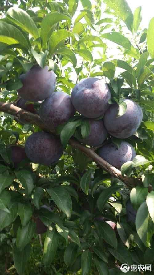黑宝石李子是什么品种？-第1张图片-宁夏农业信息网