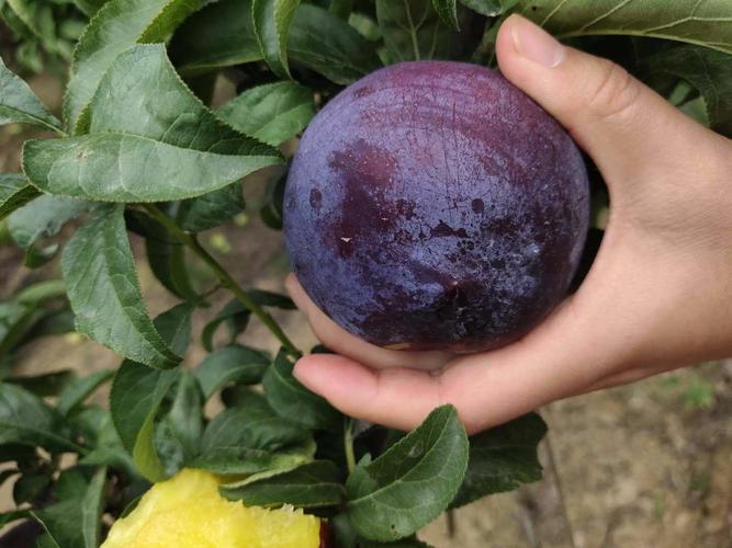 黑宝石李子是什么品种？-第2张图片-宁夏农业信息网