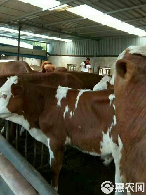 福建适合养什么品种牛？-第1张图片-宁夏农业信息网