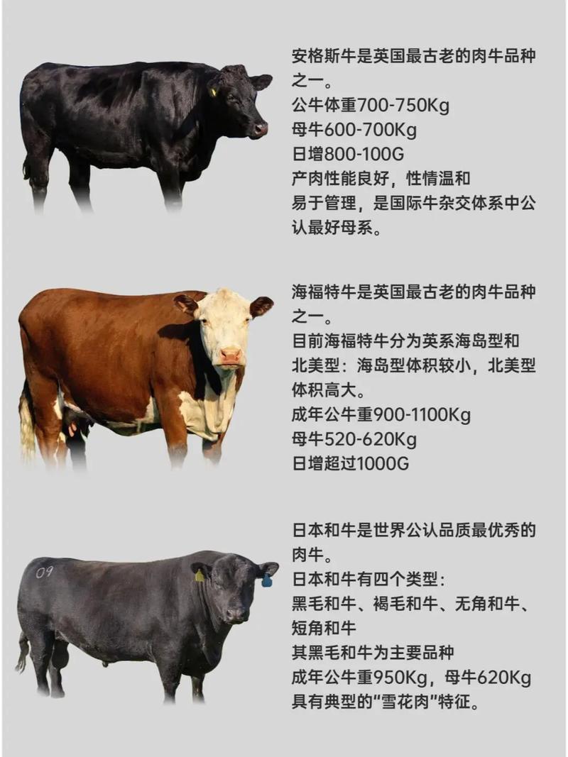 福建适合养什么品种牛？-第2张图片-宁夏农业信息网