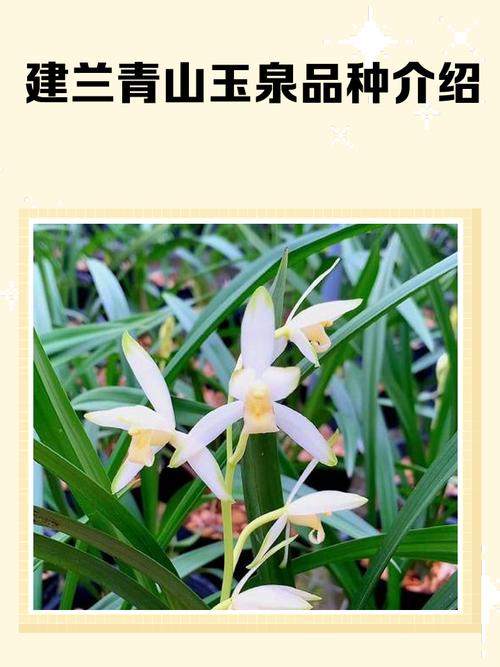 建兰哪些品种好养又好养？-第1张图片-宁夏农业信息网