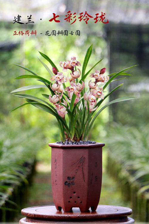 建兰哪些品种好养又好养？-第3张图片-宁夏农业信息网