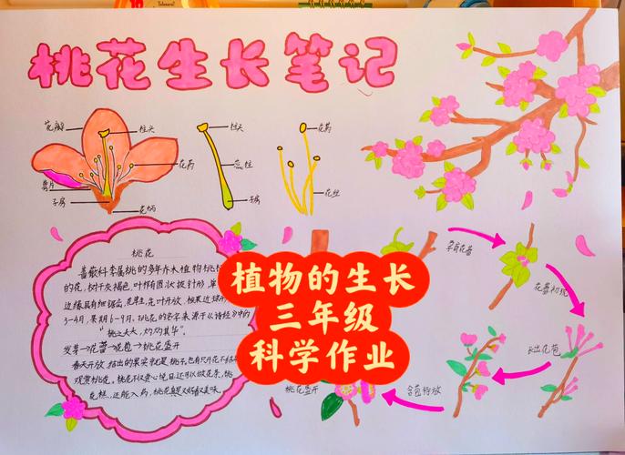 桃花树怎么种才活？-第1张图片-宁夏农业信息网