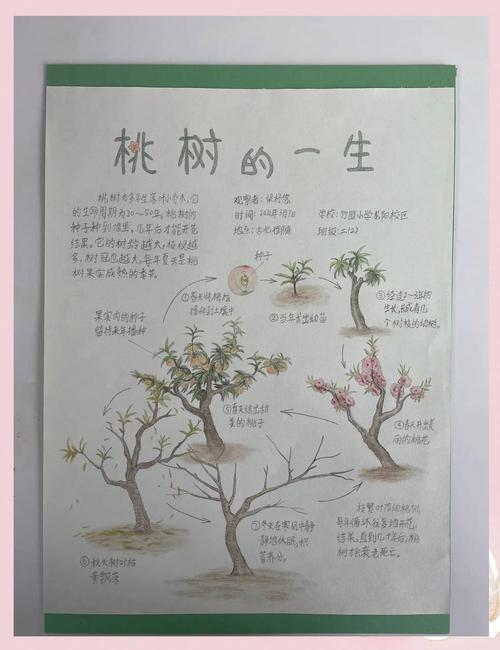 桃花树怎么种才活？-第3张图片-宁夏农业信息网