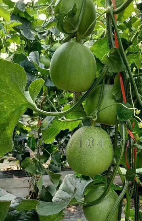 广西种什么香瓜品种好？-第2张图片-宁夏农业信息网