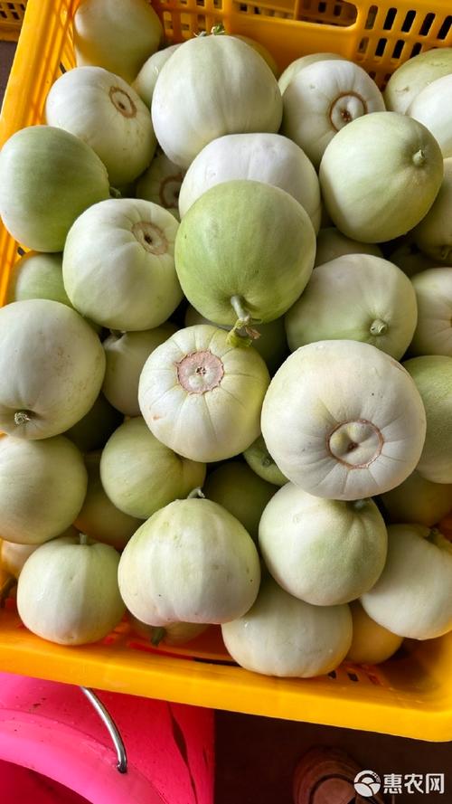 广西种什么香瓜品种好?-第3张图片-宁夏农业信息网 广西种什么香瓜品种好?-第3张图片-宁夏农业信息网