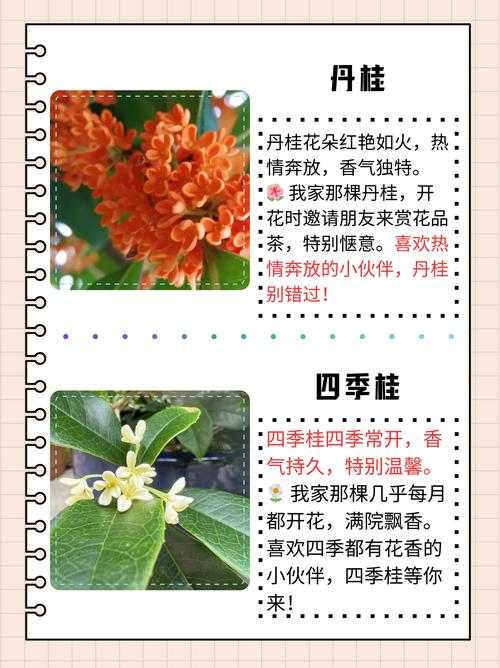 哪种桂花品种属于小型？-第2张图片-宁夏农业信息网