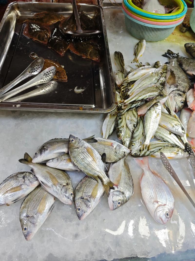 长期养殖活海鲜有哪些常见品种？-第1张图片-宁夏农业信息网