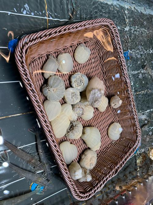 长期养殖活海鲜有哪些常见品种？-第3张图片-宁夏农业信息网