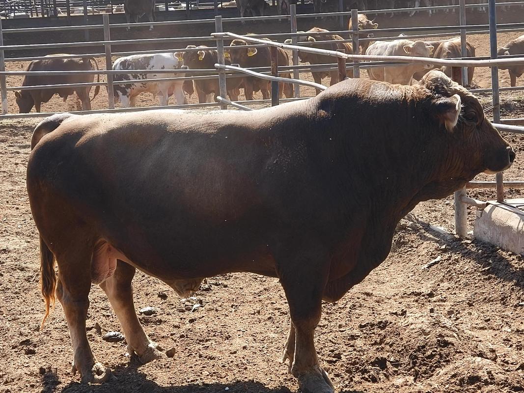 新疆牛都有哪些品种？-第1张图片-宁夏农业信息网