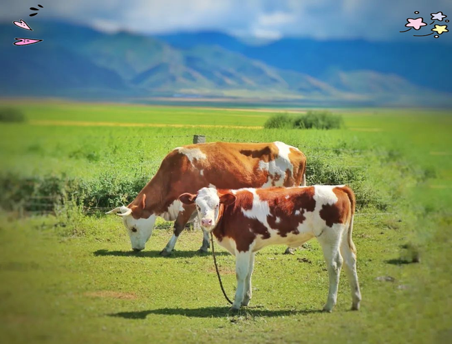 新疆牛都有哪些品种？-第2张图片-宁夏农业信息网