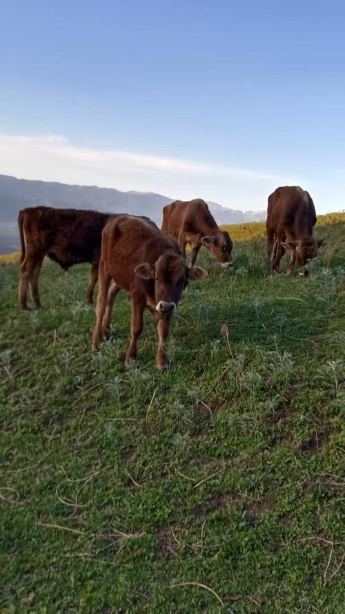 新疆牛都有哪些品种？-第3张图片-宁夏农业信息网