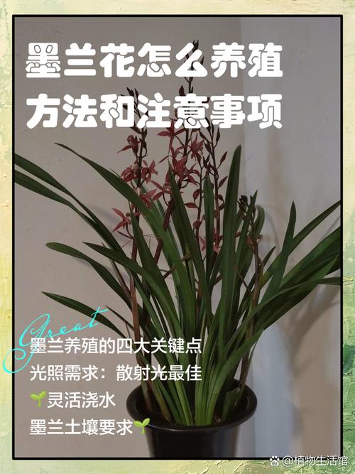 墨兰开花后怎么养护？-第1张图片-宁夏农业信息网