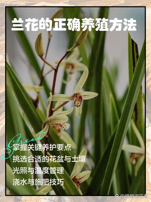 墨兰开花后怎么养护？-第2张图片-宁夏农业信息网