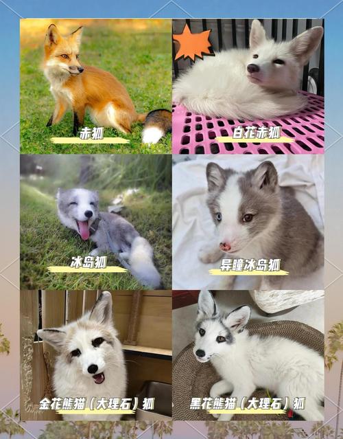 哪些狐狸品种能当宠物养？-第1张图片-宁夏农业信息网