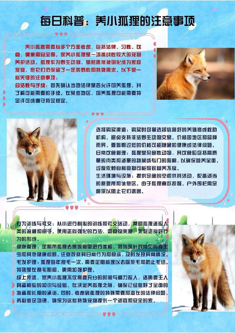 哪些狐狸品种能当宠物养？-第3张图片-宁夏农业信息网