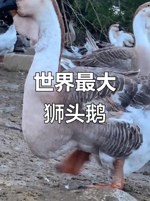 世界最大鹅品种是哪个？-第1张图片-宁夏农业信息网