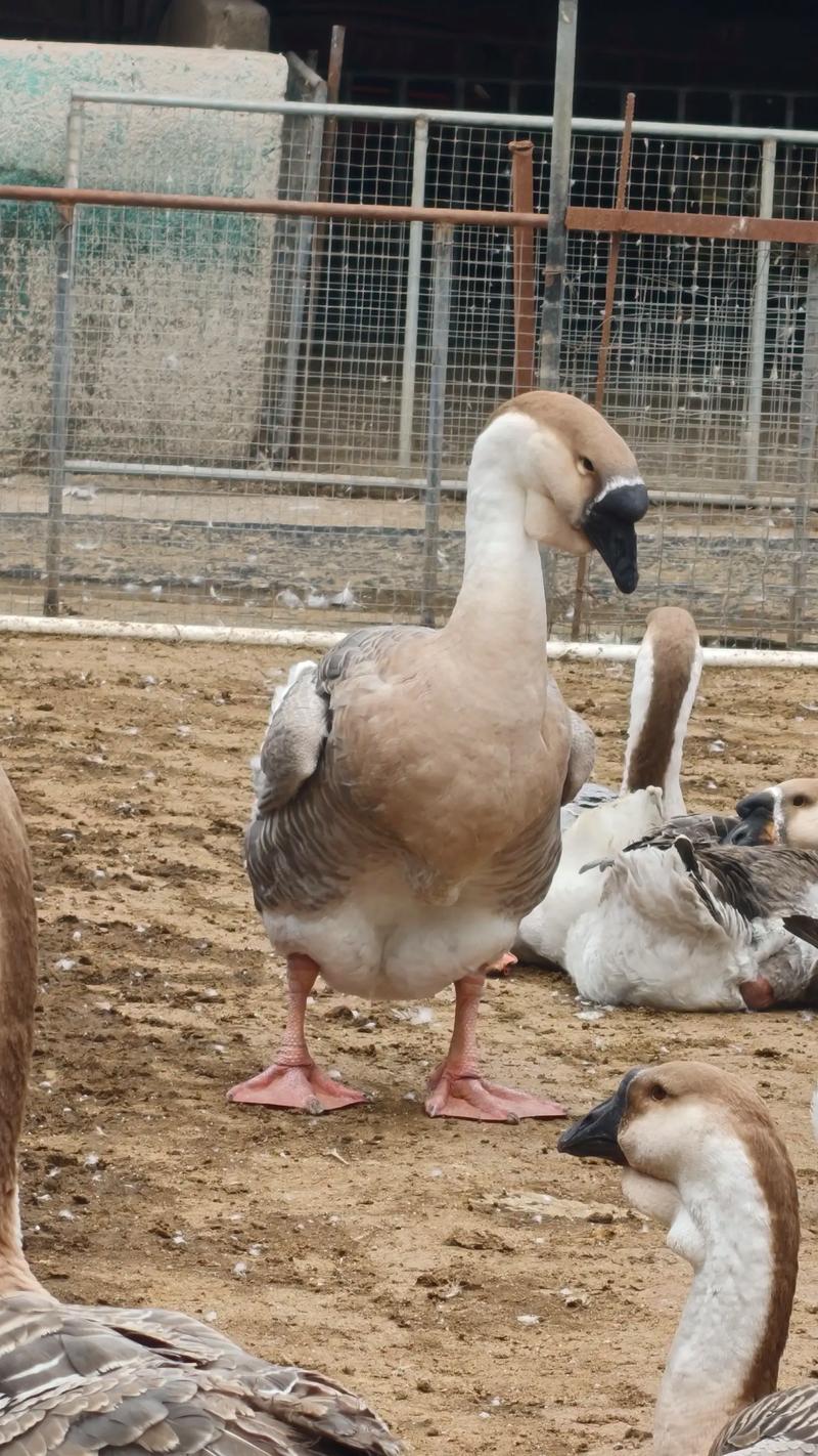 世界最大鹅品种是哪个？-第3张图片-宁夏农业信息网