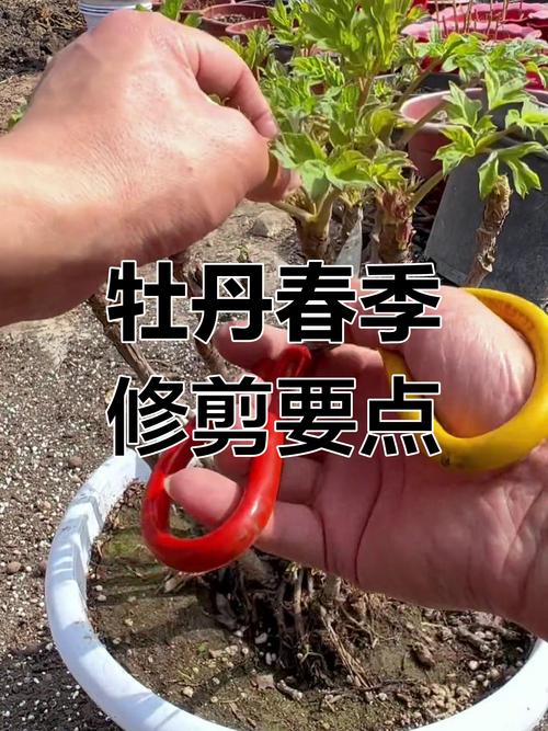 牡丹修剪哪两种方法?-第1张图片-宁夏农业信息网 牡丹修剪哪两种方法?-第1张图片-宁夏农业信息网
