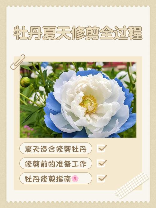 牡丹修剪哪两种方法?-第2张图片-宁夏农业信息网 牡丹修剪哪两种方法?-第2张图片-宁夏农业信息网