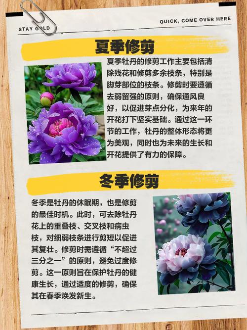 牡丹修剪哪两种方法？-第3张图片-宁夏农业信息网